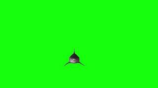 Shark green screen | fish green screen