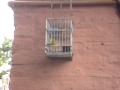 JILGUERO ARGENTINO MAURY PRIADOR NETO