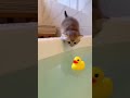 😹 Cats Doing Cats Things 😹 #shorts #funnycat #fyp