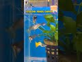 24 guppy verity ahh😱😱 Guppy fish stock update🚨 | online delivery available🐟 | vivasayin parvai aqua
