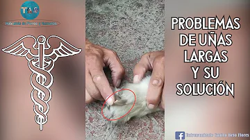 ¿Duelen las patas de los perros cuando tienen las uñas largas?