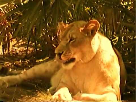 leopard print 1997 Flashback Banjo Sarabi Glory