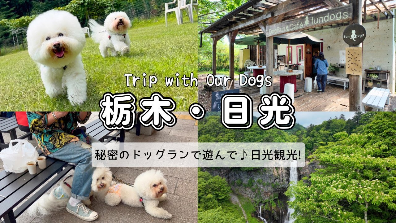 【愛犬と日光】遊んで食べて！大満足の1日旅｜ドッグランfundogs・華厳の滝・日光駅周辺｜ビションフリーゼ