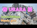 春URARA「桜」