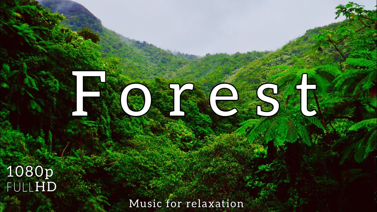 Forest FullHD | RELAX MUSIC | NATURE - YouTube