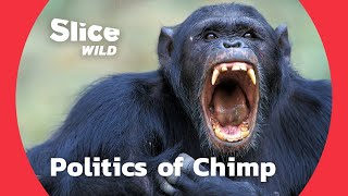 Coalition, bribery and campaign: political moves of chimpanzees | AI