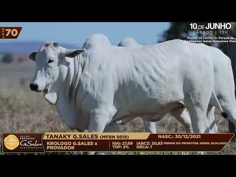 LOTE 70   MFBN 9819 9784