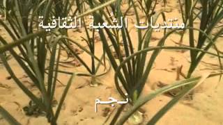 زراعة الثوم الحساوي وحصــاده الأحساء قرية الشُعبة