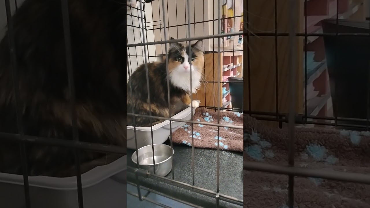 Another cat for adoption at Mountain Empire Veterinary/ Julia's Jungle 🐈🐈&zwj;⬛🐾🐾