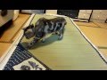 い草マットは嫌い～猫　　　　Cat dislikes the grass mat.