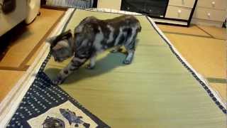 い草マットは嫌い～猫　　　　Cat dislikes the grass mat.