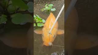 Amazing Carp Fishing #fish #fishing #fishing_video