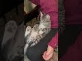 Happy Cat 😸 💕 #viral #funny #cat #kitten #viralreels #fyp #shortsfeed #pets #farmlife