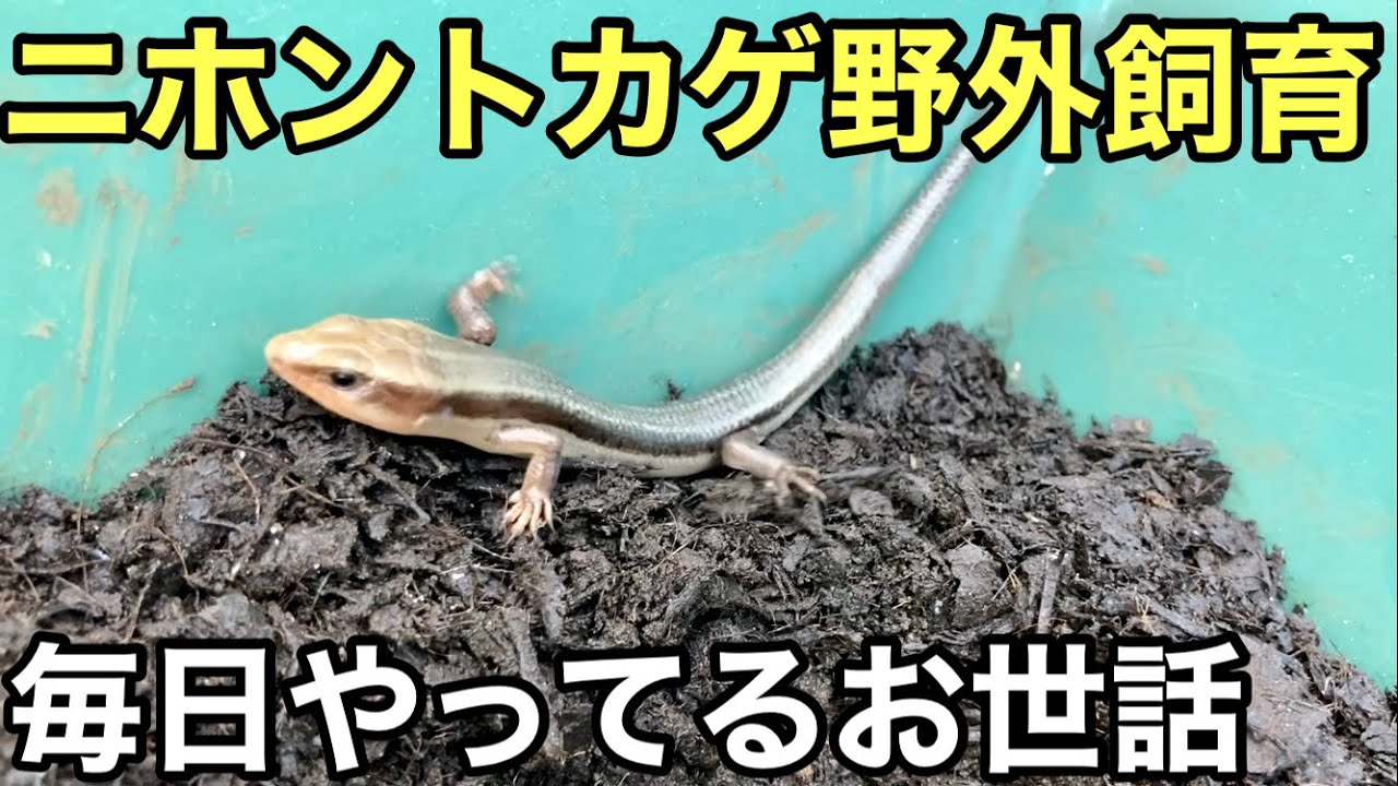 ニホントカゲの野外飼育【爬虫類】毎日やってるメンテナンス - YouTube