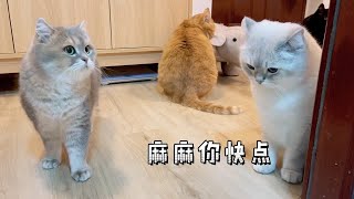 【希密达】088养猫人上个厕所也会被围观