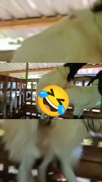 story wa ayumu ora sepiro, nglarani ra kiro-kiro