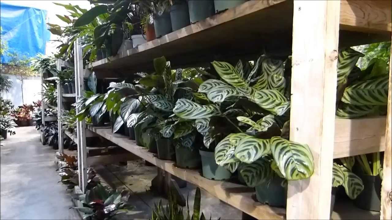 Silk Plants For Indoor Landscaping YouTube