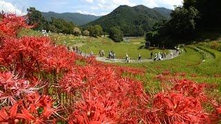 棚田のヒガンバナ～奈良・明日香村～