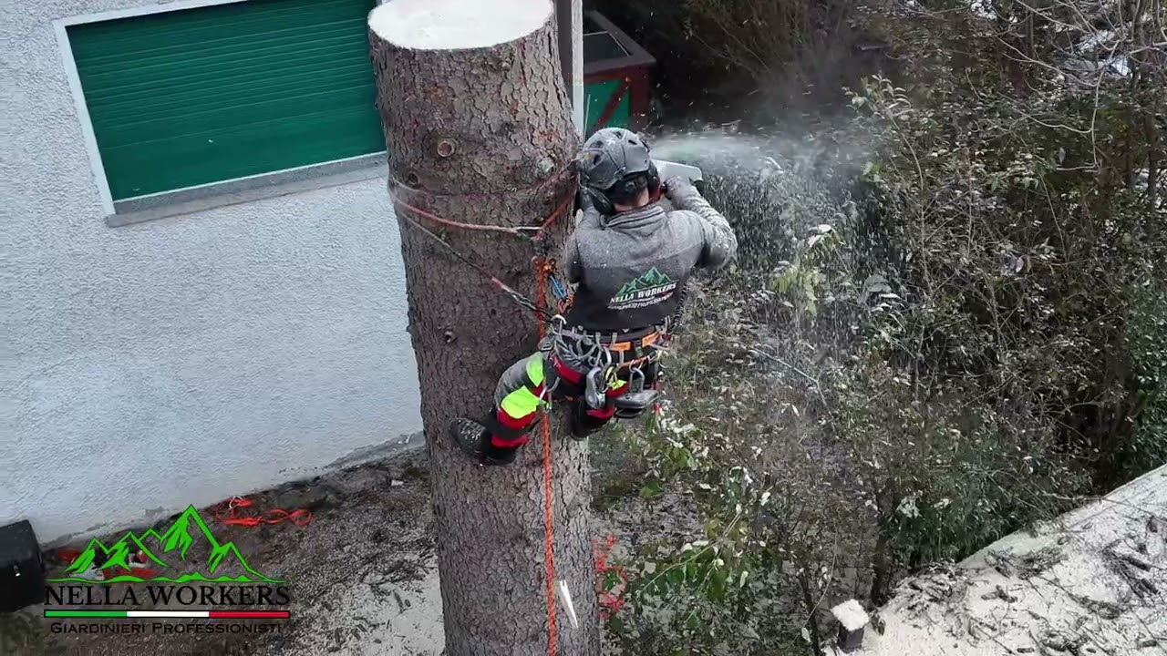 Срезка пихты Никола