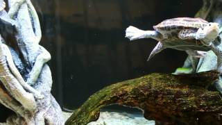Diamondback terrapins swim around their tank