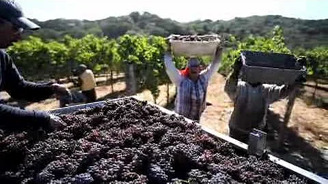 Harvest with Gina Gallo