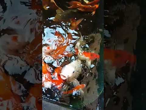 Koi Selasa Pagi