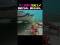 まるで海底の宇宙戦争🛸 カニたちの熱すぎる絆