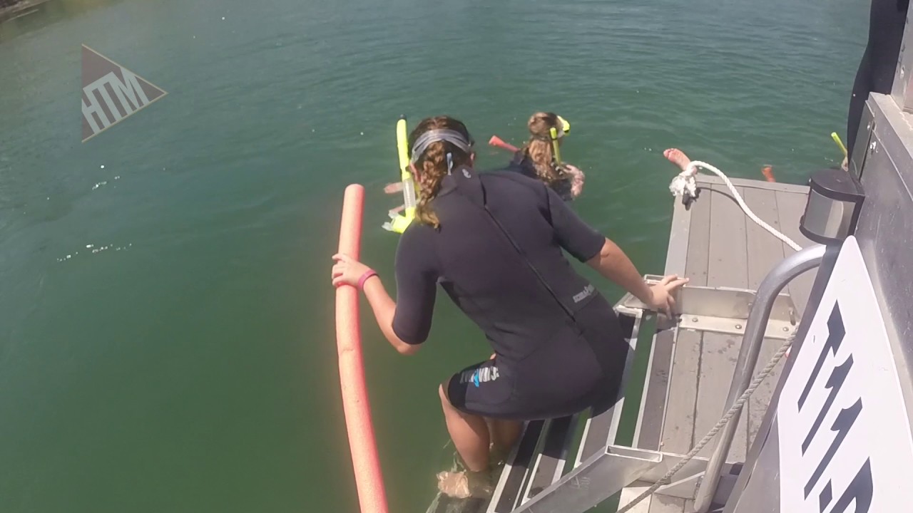 Disney Housing Event Series: Discover Florida | Swimming with Manatees