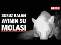 Bursa'da sıcaktan bunalan ayı kana kana su içti