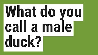 What do you call a male duck?