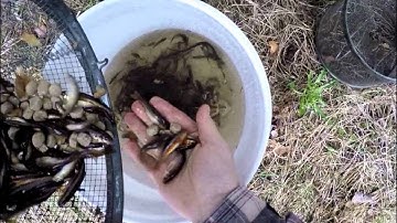 Minnow Trapping 2016-- Gee
