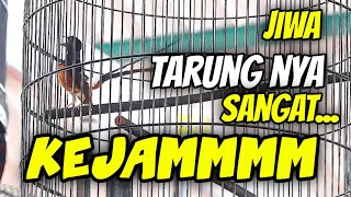 Download Lagu Burung ini Dapat Hadiah Mobil Expander ‼️ Tiket 8.5 juta ..  MP3