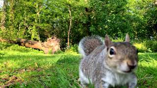 Sensational Squirrels at Tehidy Woods [ideal for cats & dogs!] (XVII)