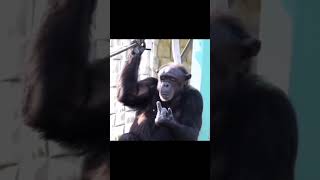 funny animals video #shortvideo #shorts