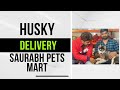 Why Siberian Husky’s Are The Best Companions ? | Saurabh Pet’s Mart | Contact- 8808081117,8808081119