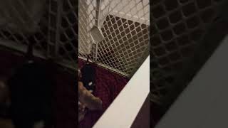 American Pit Bull Terrier Puppies For Sale In Memphis, Tn