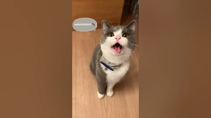 Watch the video about #shorts #cat 🐾#cute😻 #cool😎 #catsofinstagram🐈 #catlover💕 #catlove #meows_luv #meow #funny 😹