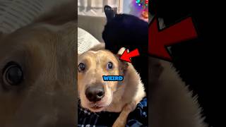Dogs Are Weird With Cats 😂😭 #dog #cat