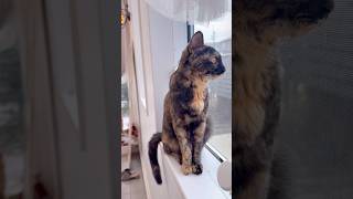 こっち向いてよ、あんずさん。 #catshorts #cat #あんず #保護猫 #サビ猫