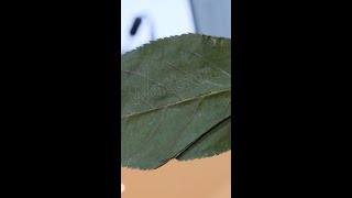 Wattsan UVTT — UV Fiber Laser Marking