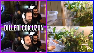 Elraenn Eskiden Salonda Bulduğu Bukalemun U Gösteri̇yor - Dillerini Uzatıyorlar