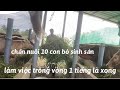 chăn nuôi 10 con bò sinh sản chỉ 2 tiếng trông 1 ngày là xong việc