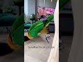 This heartbroken parrot finally found love#shorts #parrot #animals #love #cute #pet