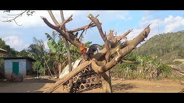 Saib qaib quas qus zoo