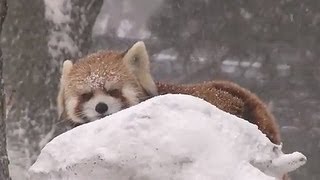 春の嵐の中の動物たち(円山動物園)~The Sapporo Maruyama Zoo in Snowstorm