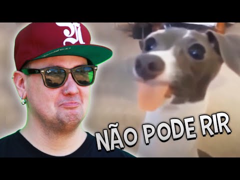 DESAFIO NÃO PODE RIR com CACHORROS ENGRAÇADOS - DESAFIO NÃO PODE RIR com CACHORROS ENGRAÇADOS