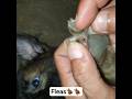 Remove Tick From Dog😇#dog #animals #puppy #pets #cute