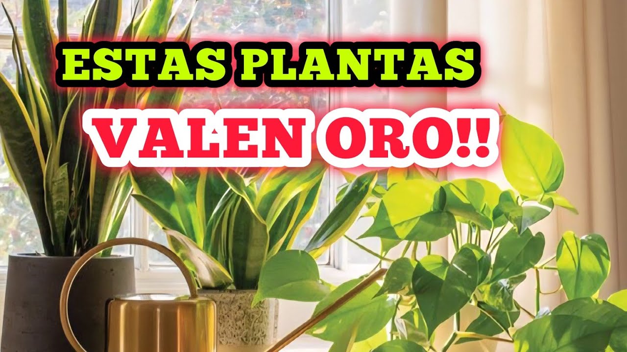 10 PLANTAS QUE ABSORBEN LA HUMEDAD Y PURIFICAN EL AIRE DE TU CASA
