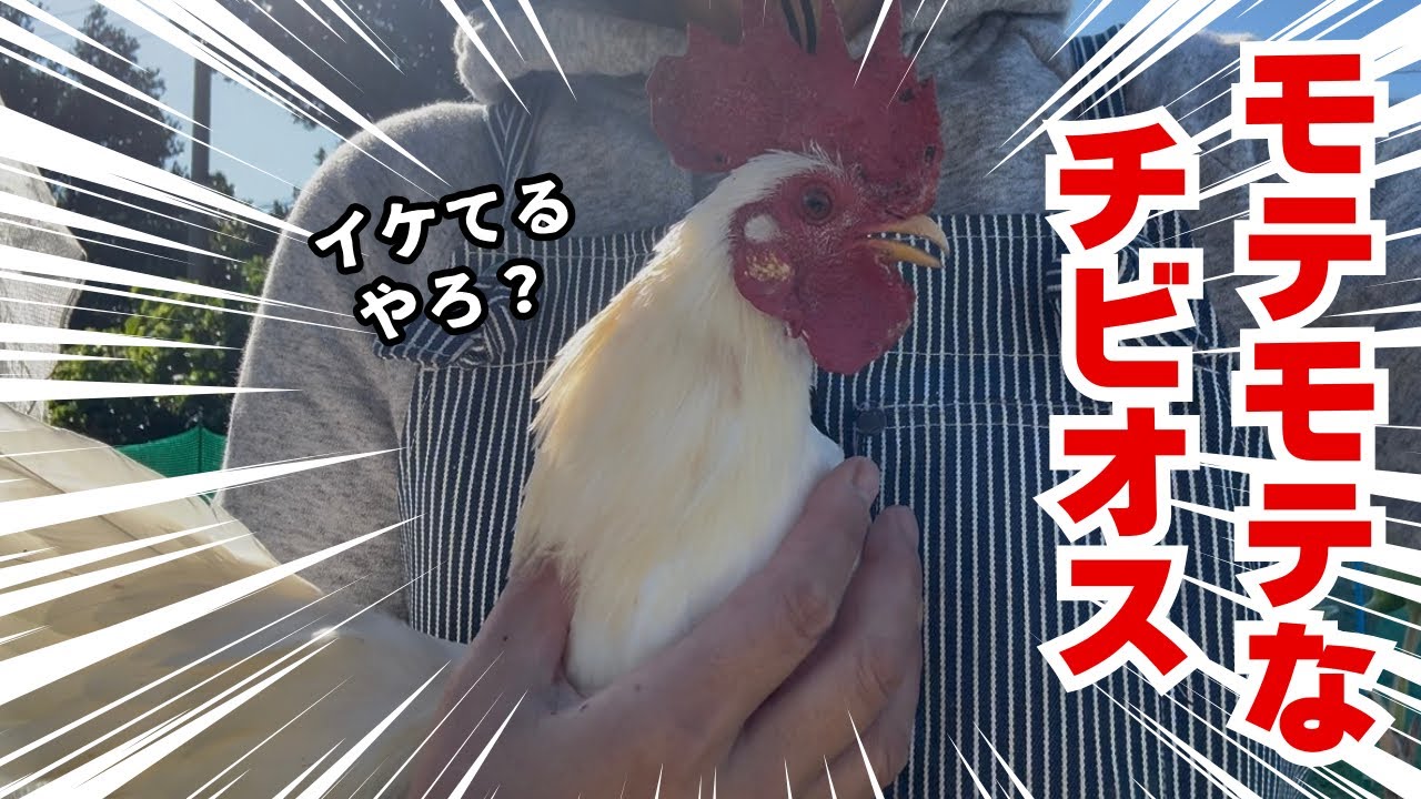白君がモテすぎて困っています！雌を狂わすチビオス【ニワトリ飼育】