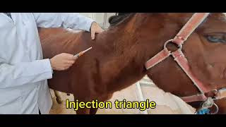 Horse intramuscular injection